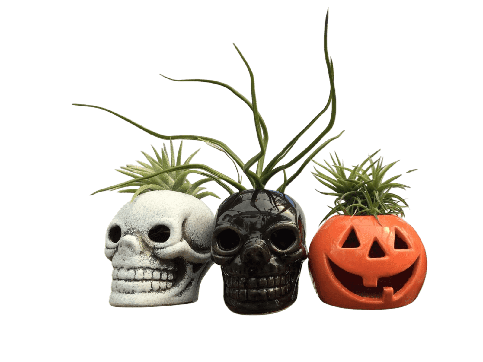 Halloween Air Plant Planters