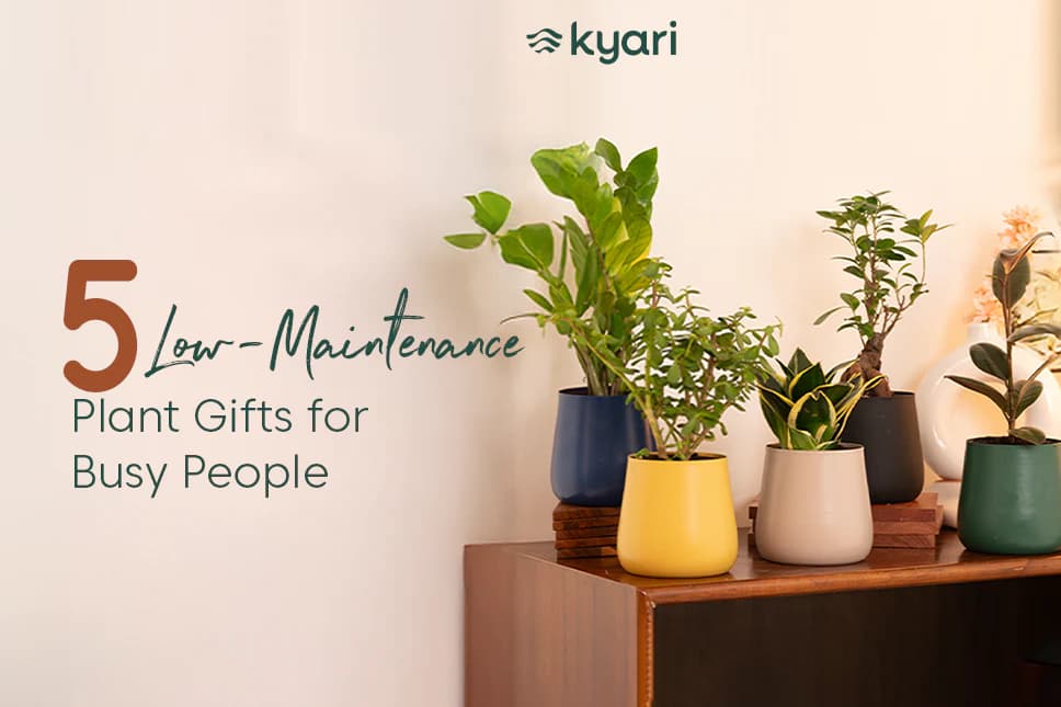 Minimalist Plant Care: Low-Maintenance Gifts for Busy Professionals