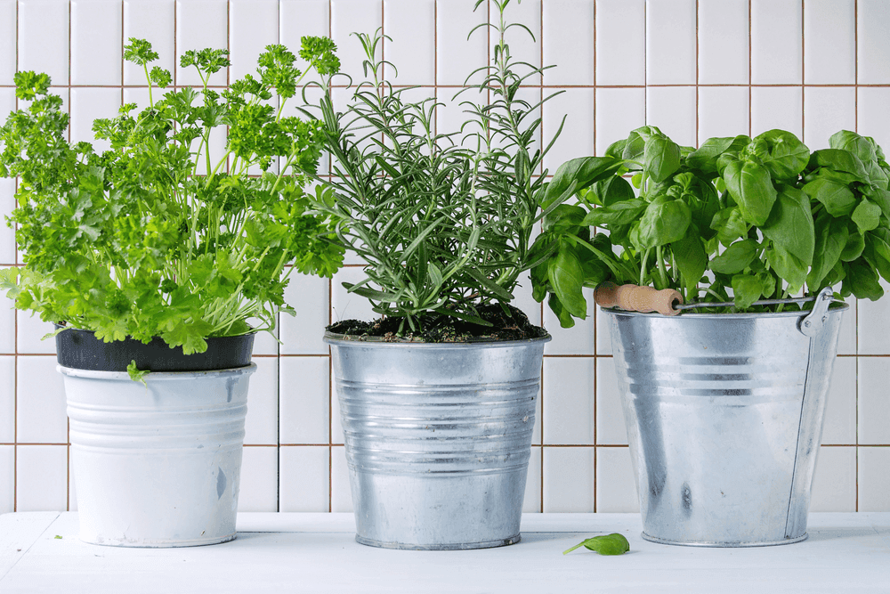 Greek Herbs and Aromatic Plants: Traditional Gifts with Modern Appeal