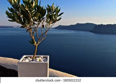 Mediterranean Olive Trees: The Perfect Wedding Bomboniere
