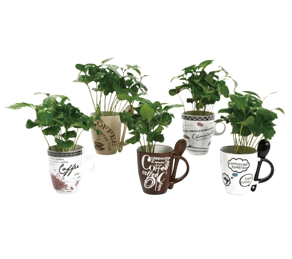 Coffee Cup Plants