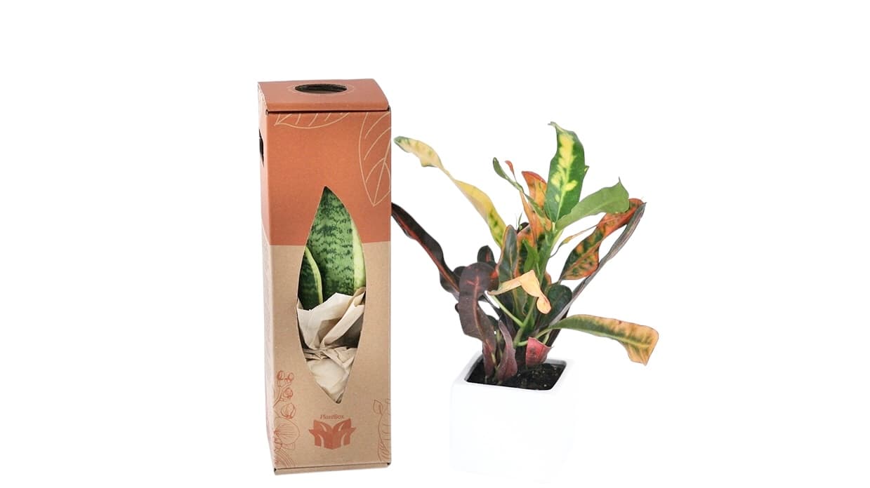 PlantBox branded plant gift in custom eco packaging, corporate gifting Greece