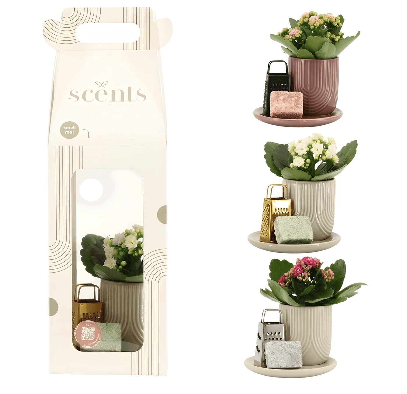 Scents collection with potted plants in decorative pots and fragrance blocks
