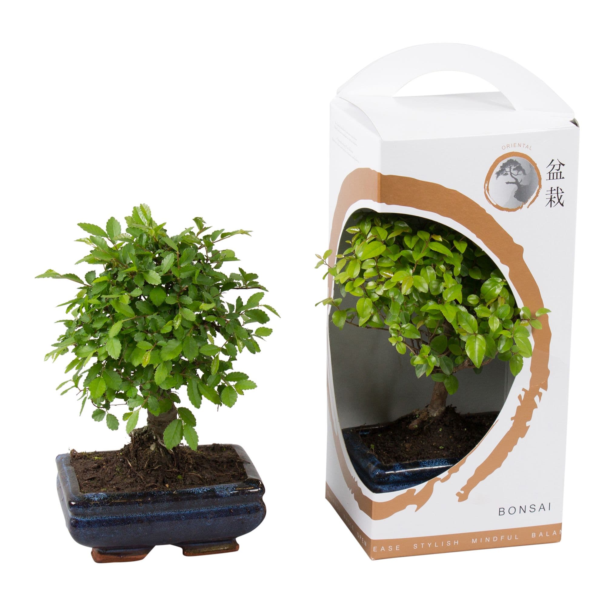 Bonsai tree in blue pot with elegant white packaging