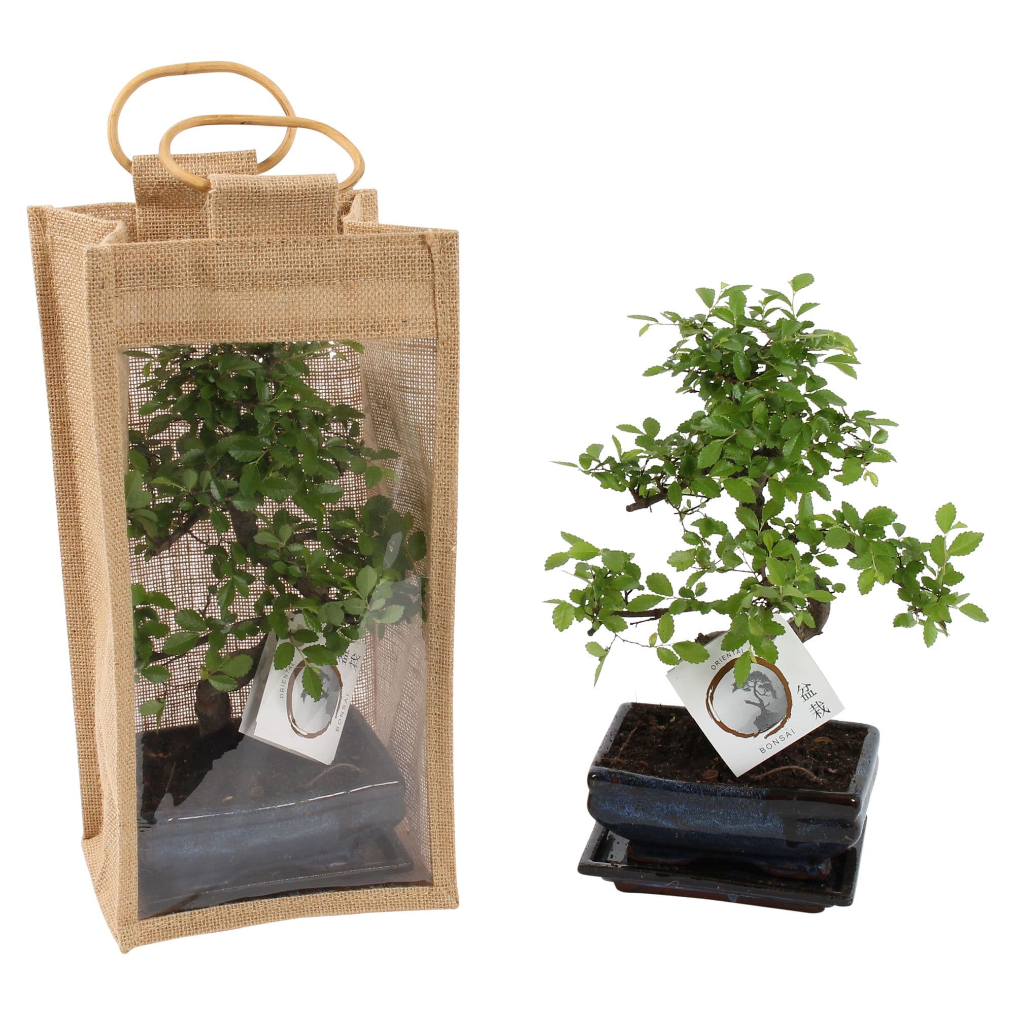 Bonsai tree in blue pot with jute bag gift packaging
