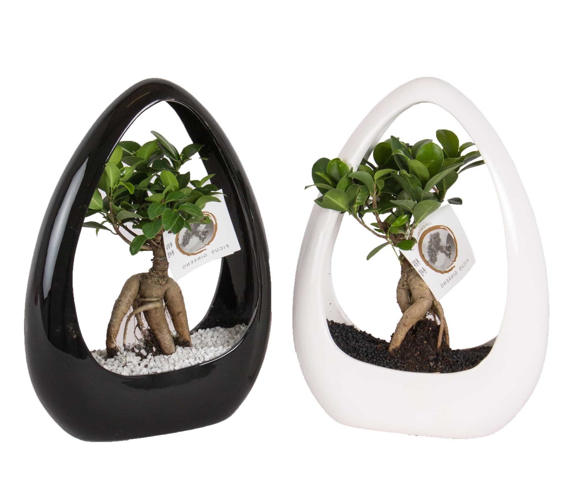 Ficus bonsai in designer egg-shaped ceramic pots
