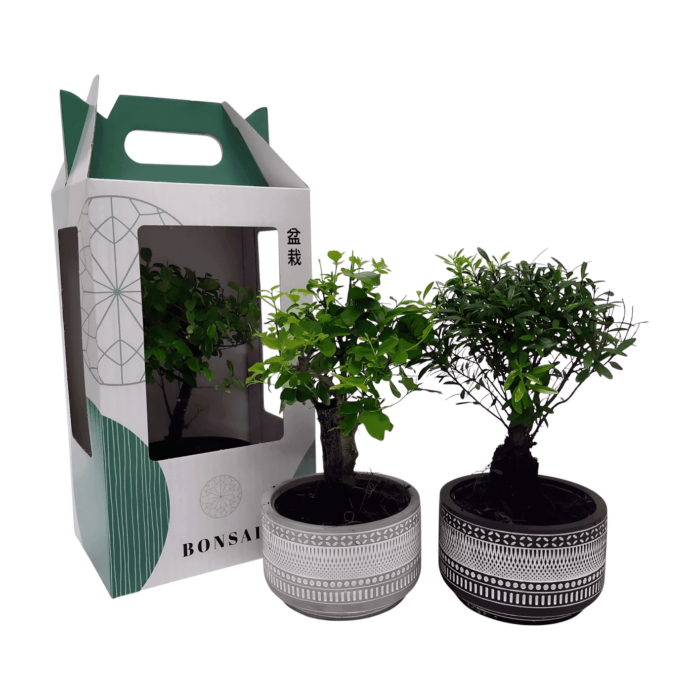 Bonsai trees in patterned ceramic pots with eco-friendly packaging