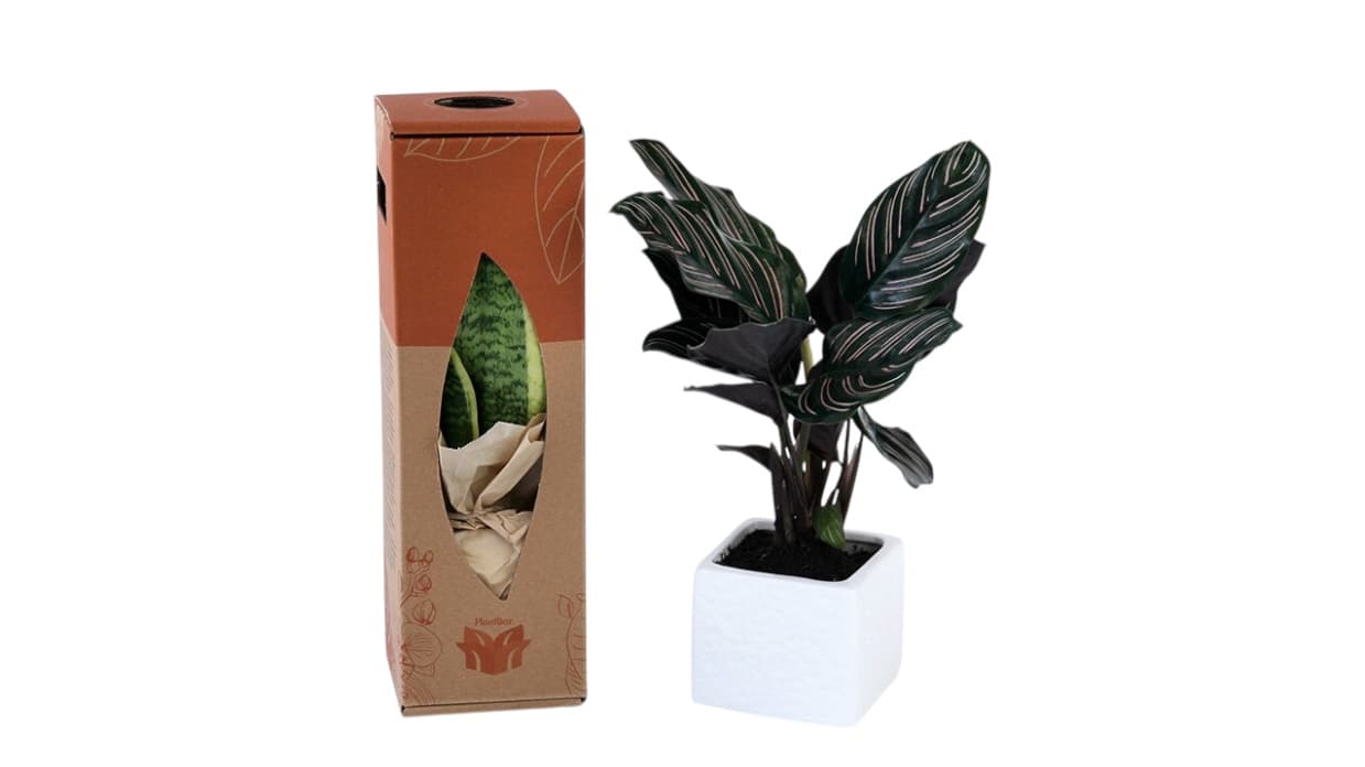 Calathea plant in white ceramic pot
