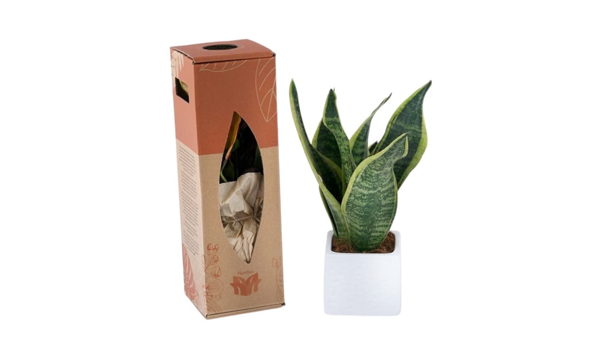 Snake plant in white pot with eco-friendly box