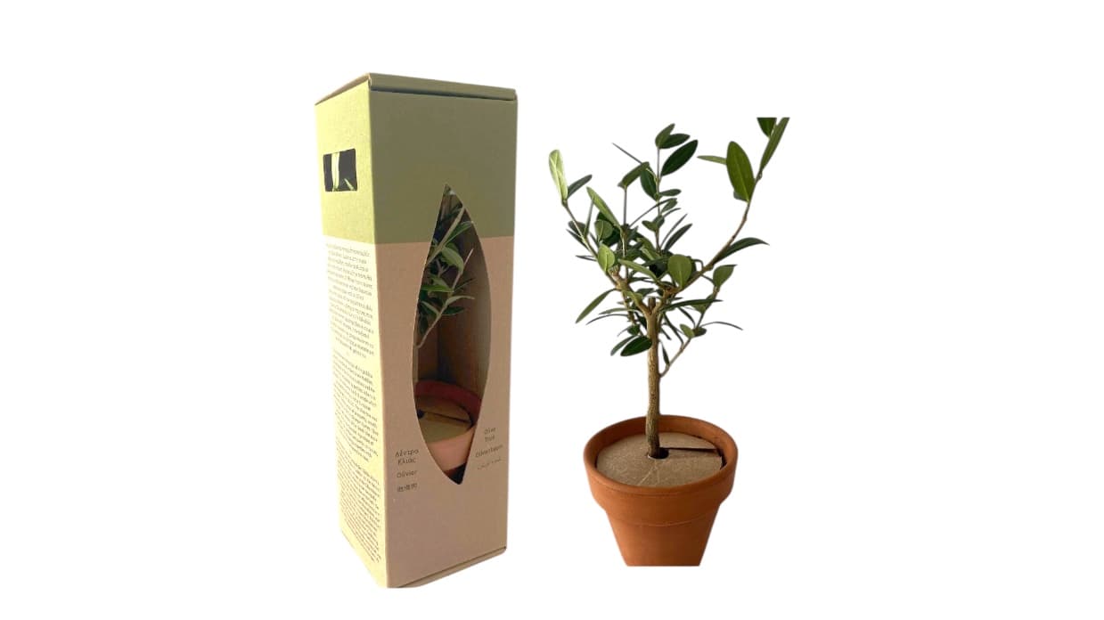 Olive tree in terracotta pot with eco packaging