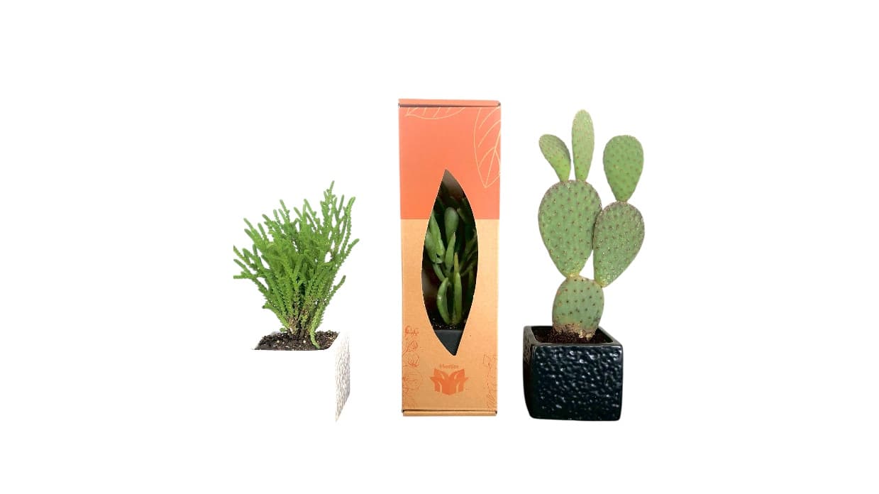 Cactus and succulent plants with eco-friendly packaging