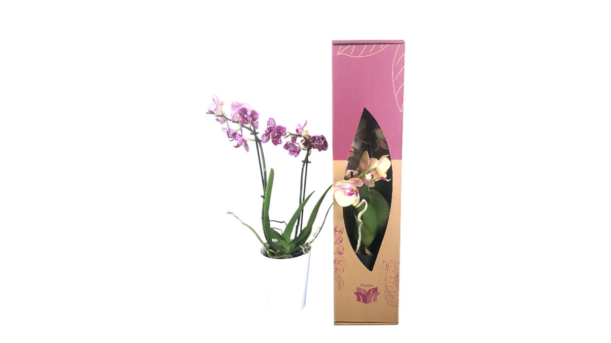 Orchid plant with pink flowers in eco-friendly packaging
