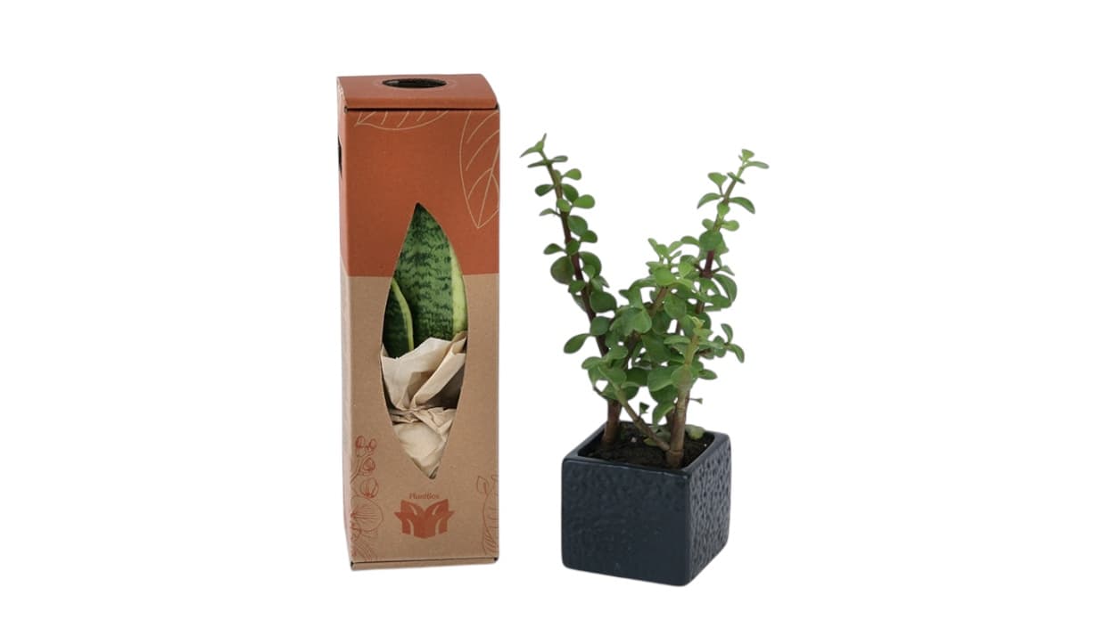Herb plant in black ceramic pot with eco-friendly packaging