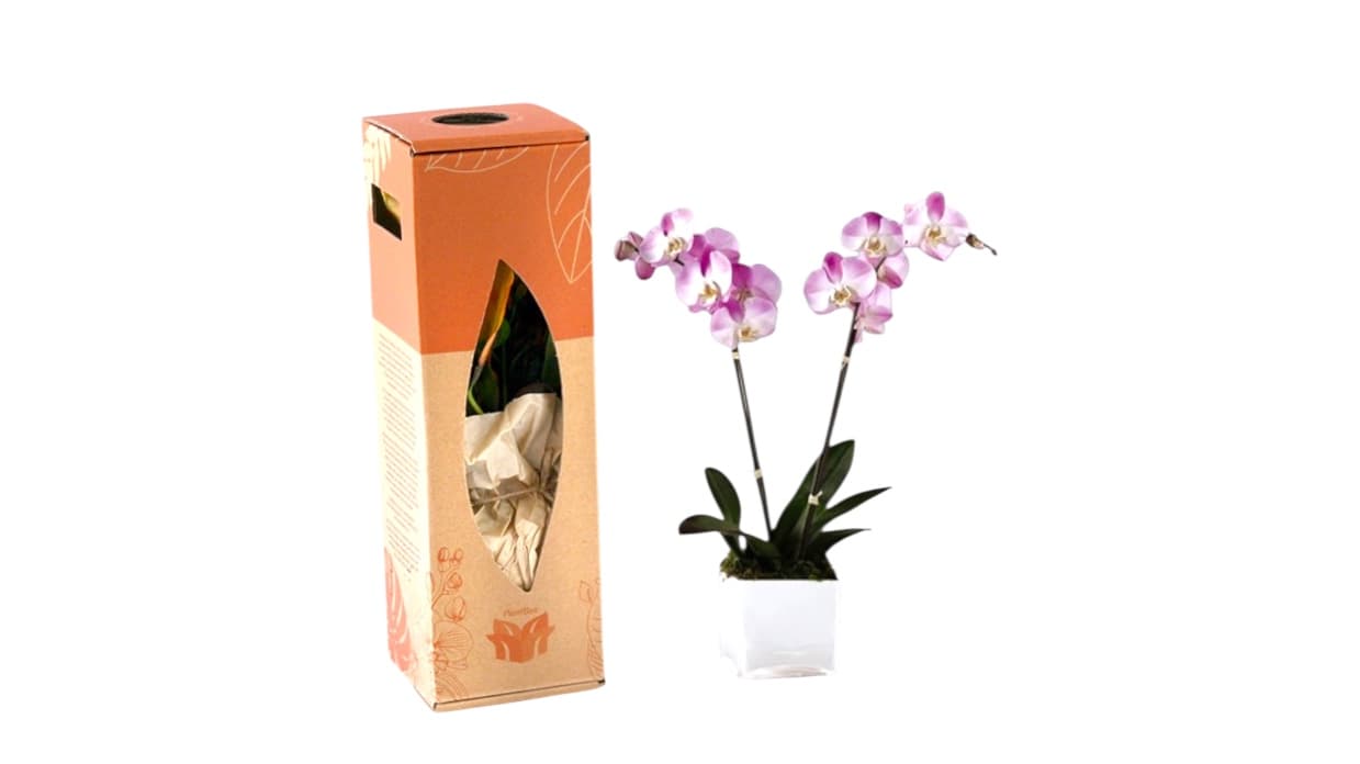 Phalaenopsis orchid in white pot with eco-friendly box