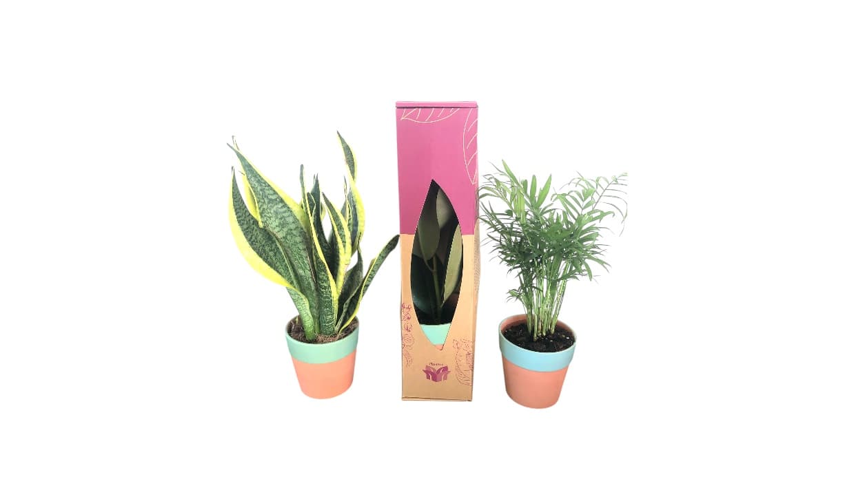 Snake plant and palm in two-tone pots with eco-friendly packaging