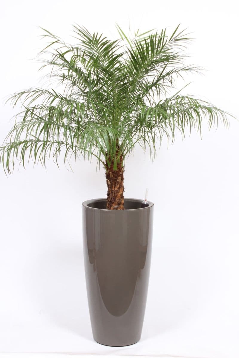 Custom green arrangement