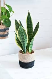 Decorative plant gift