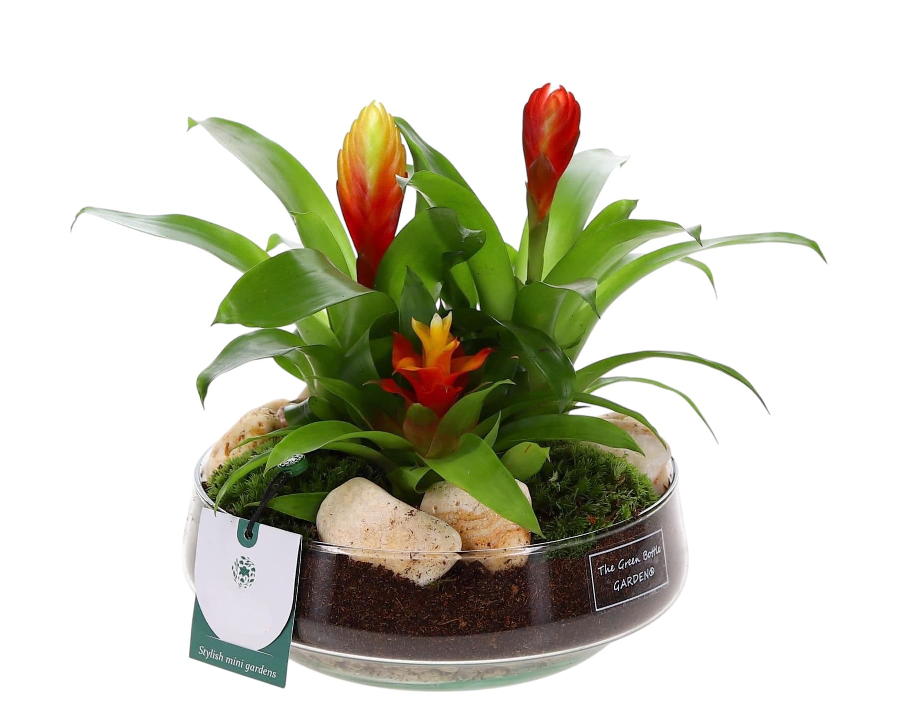 Bespoke green plant composition