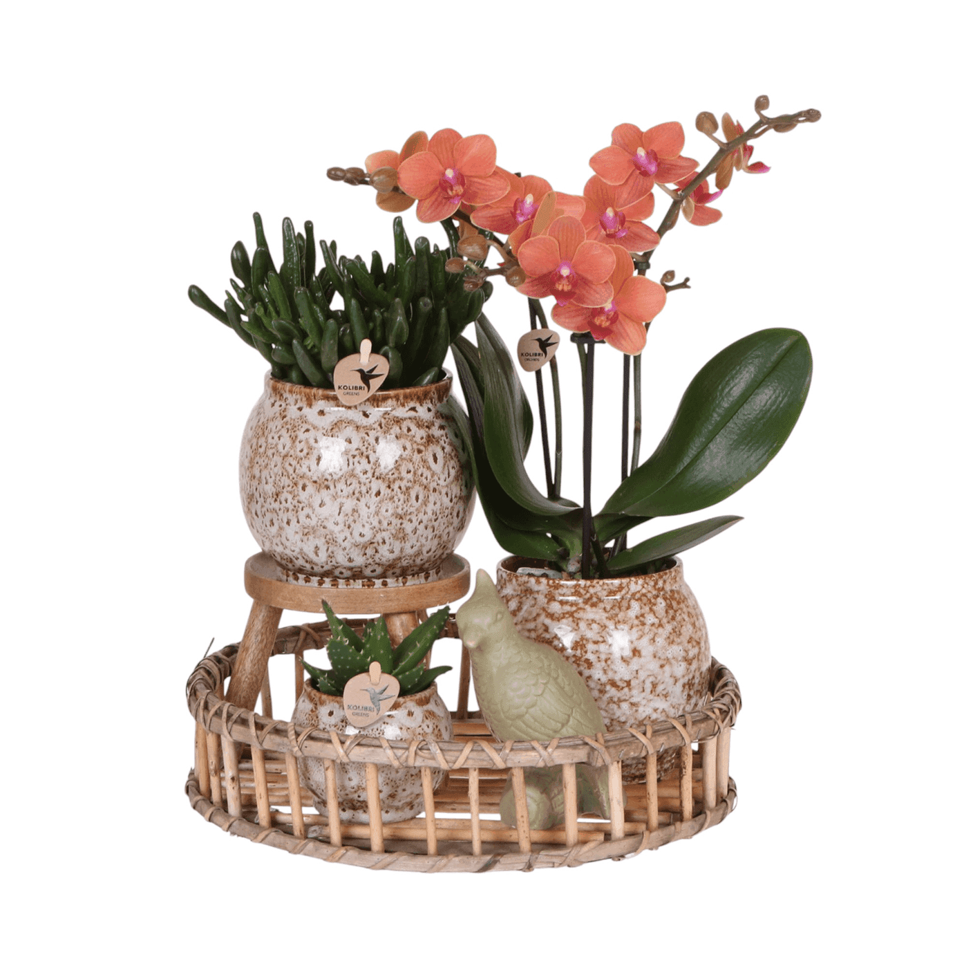 Decorative plant creation