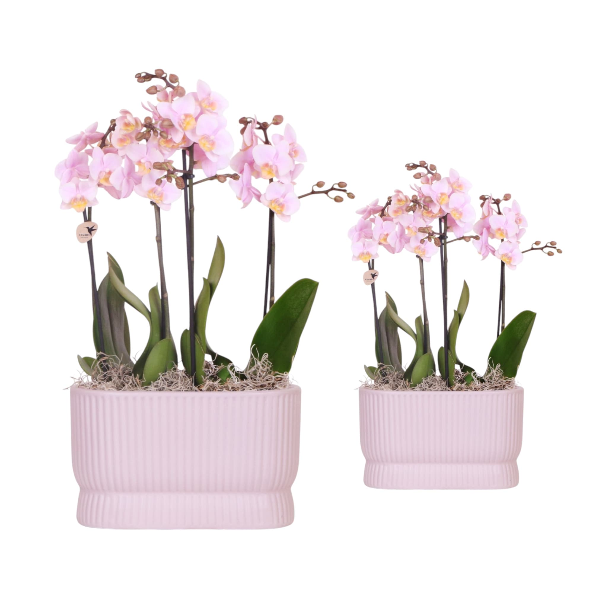 Plant decoration display
