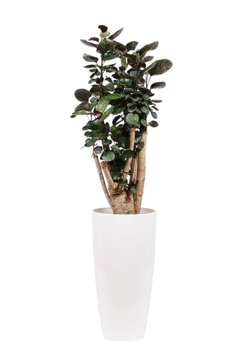 Unique botanical creation
