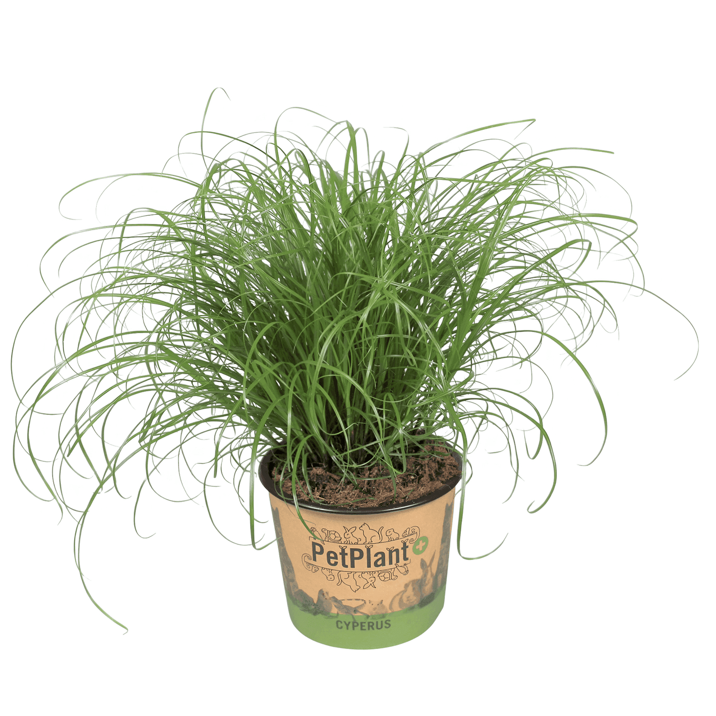 Pet-Friendly Plants