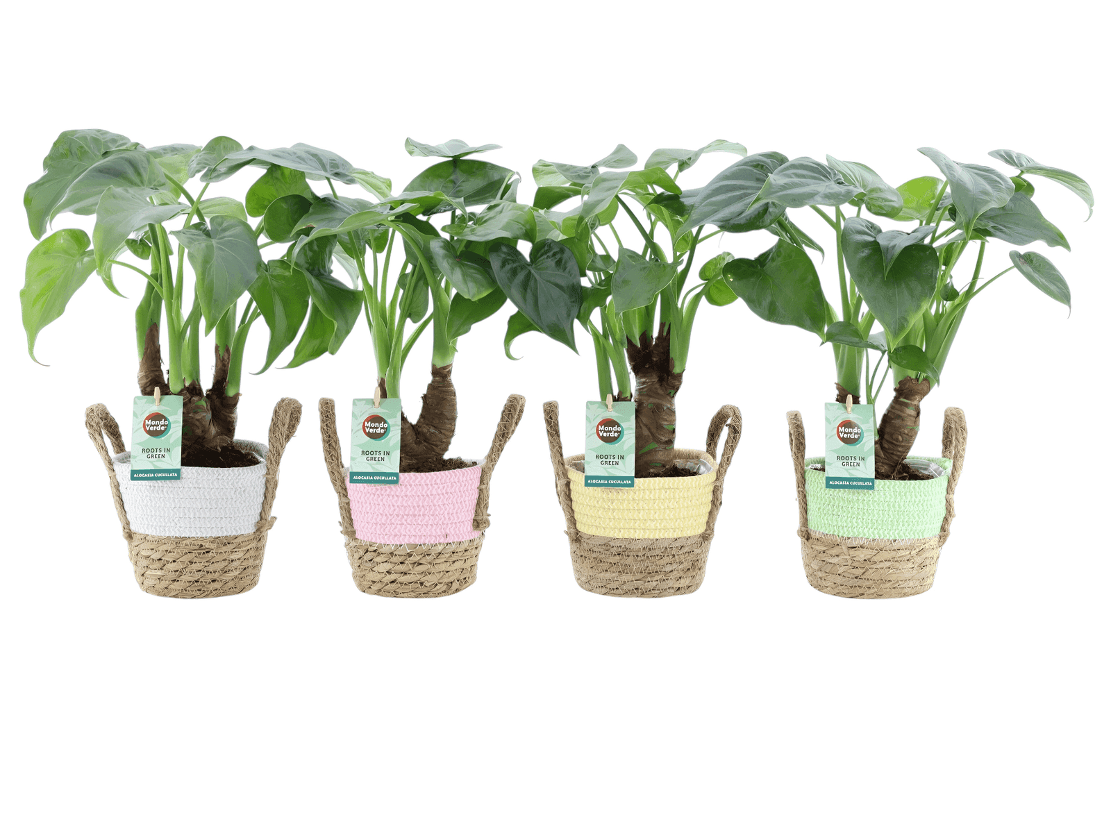 Colorful Pot Collections