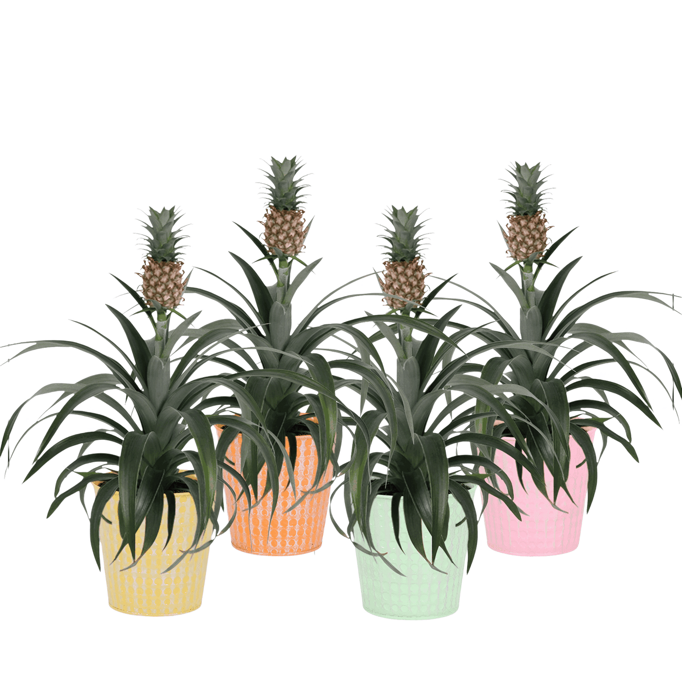 Mini Pineapple Plants