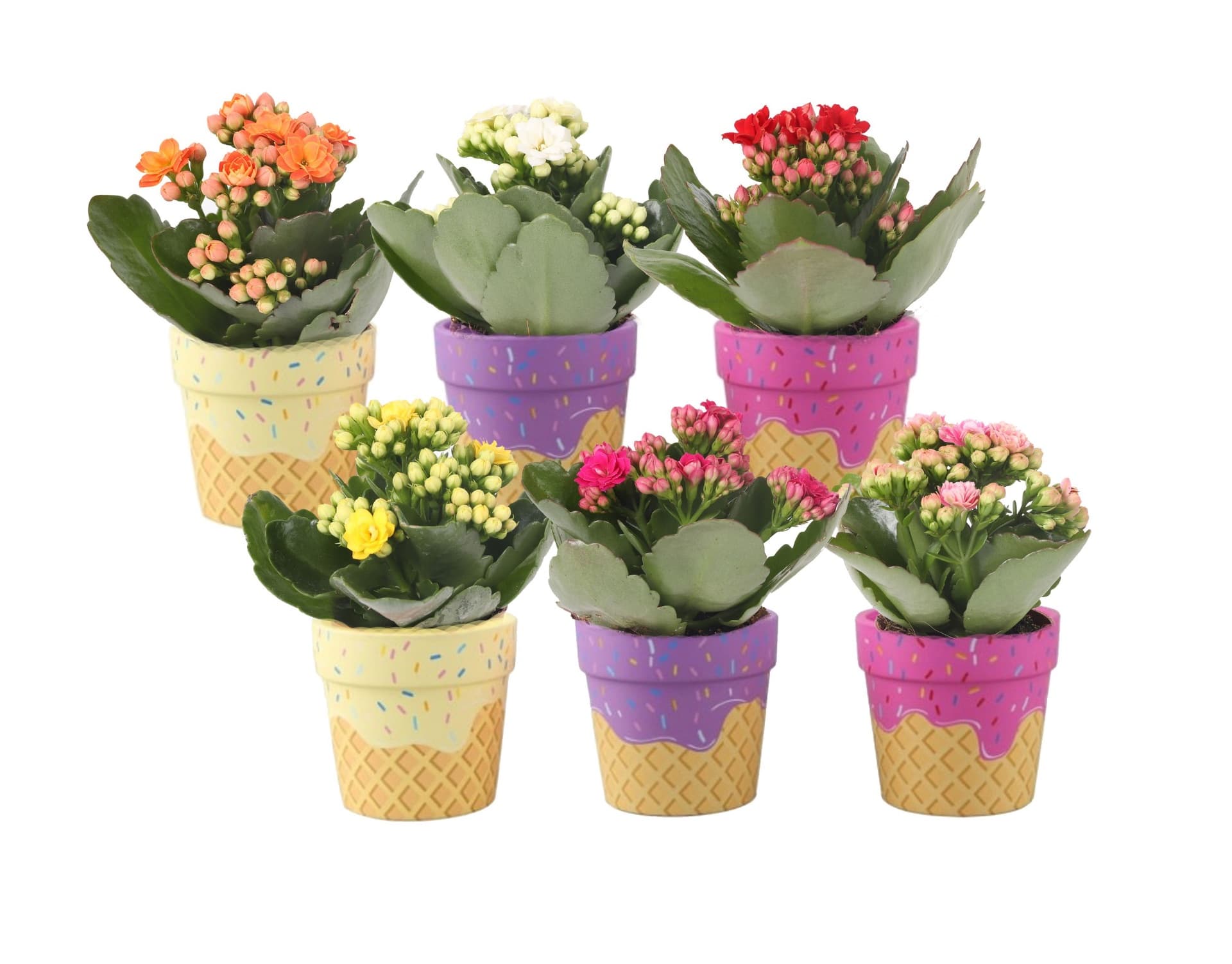 Ice Cream Pot Flowers
