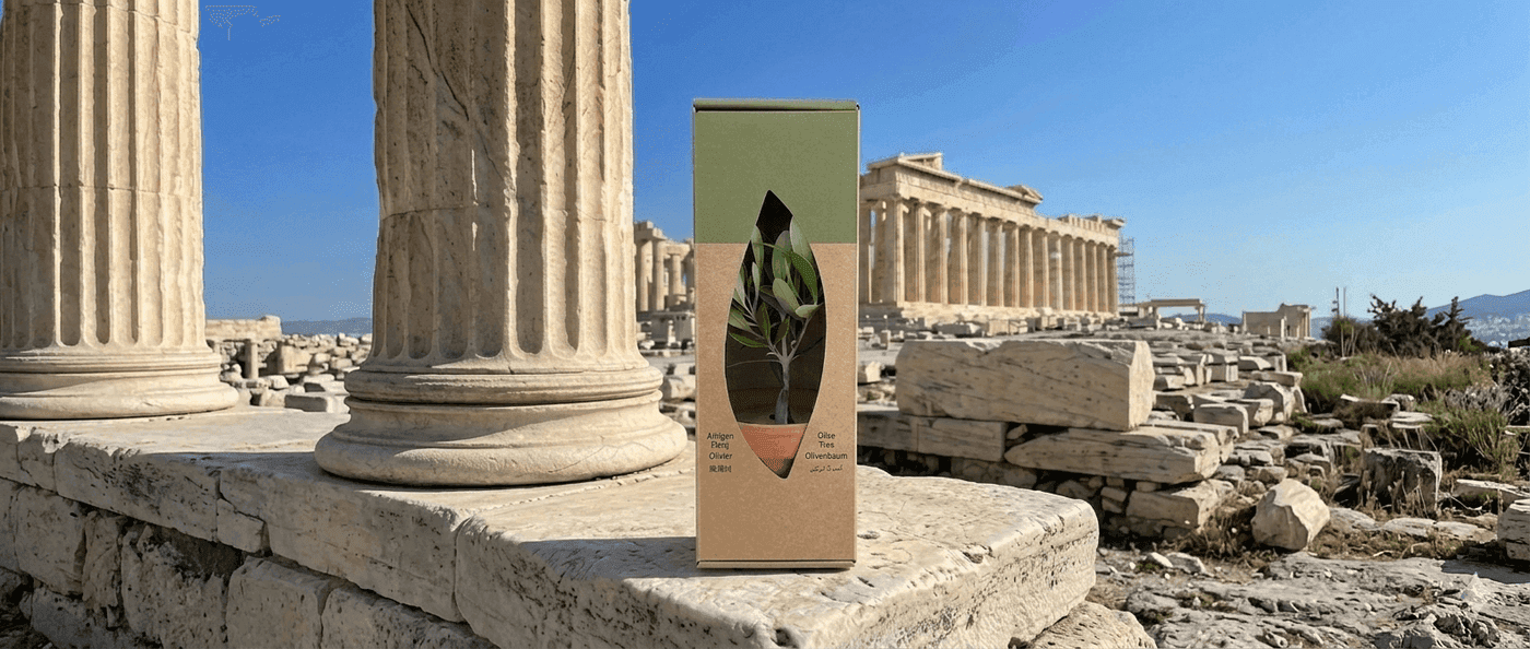 PlantBox olive tree at the Acropolis