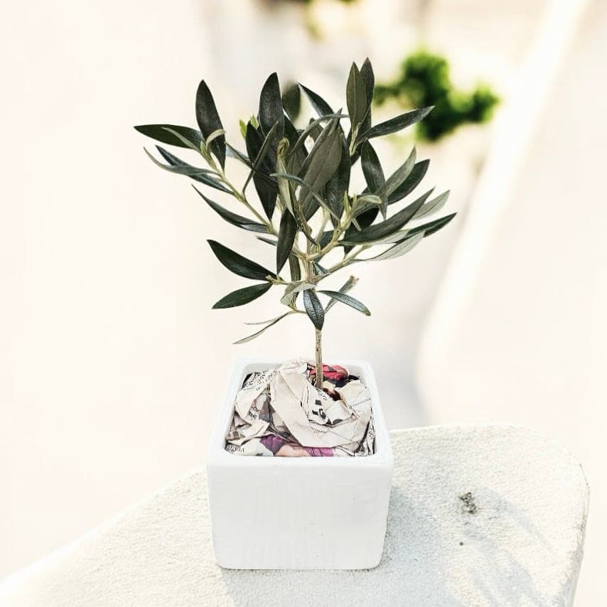 PlantBox olive tree in a white ceramic pot
