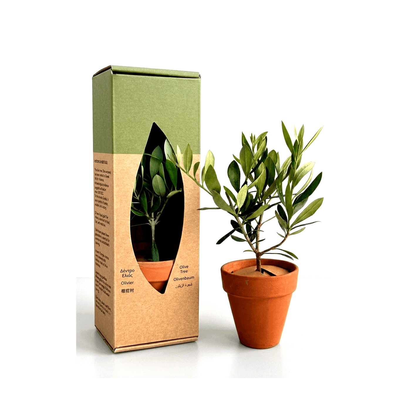 Baby olive tree in terracotta pot, premium corporate gift from Greek nursery
