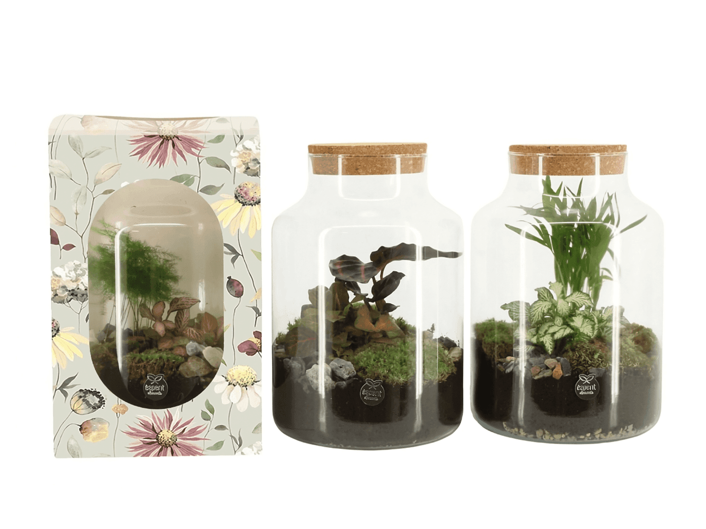 Premium Terrarium Collection