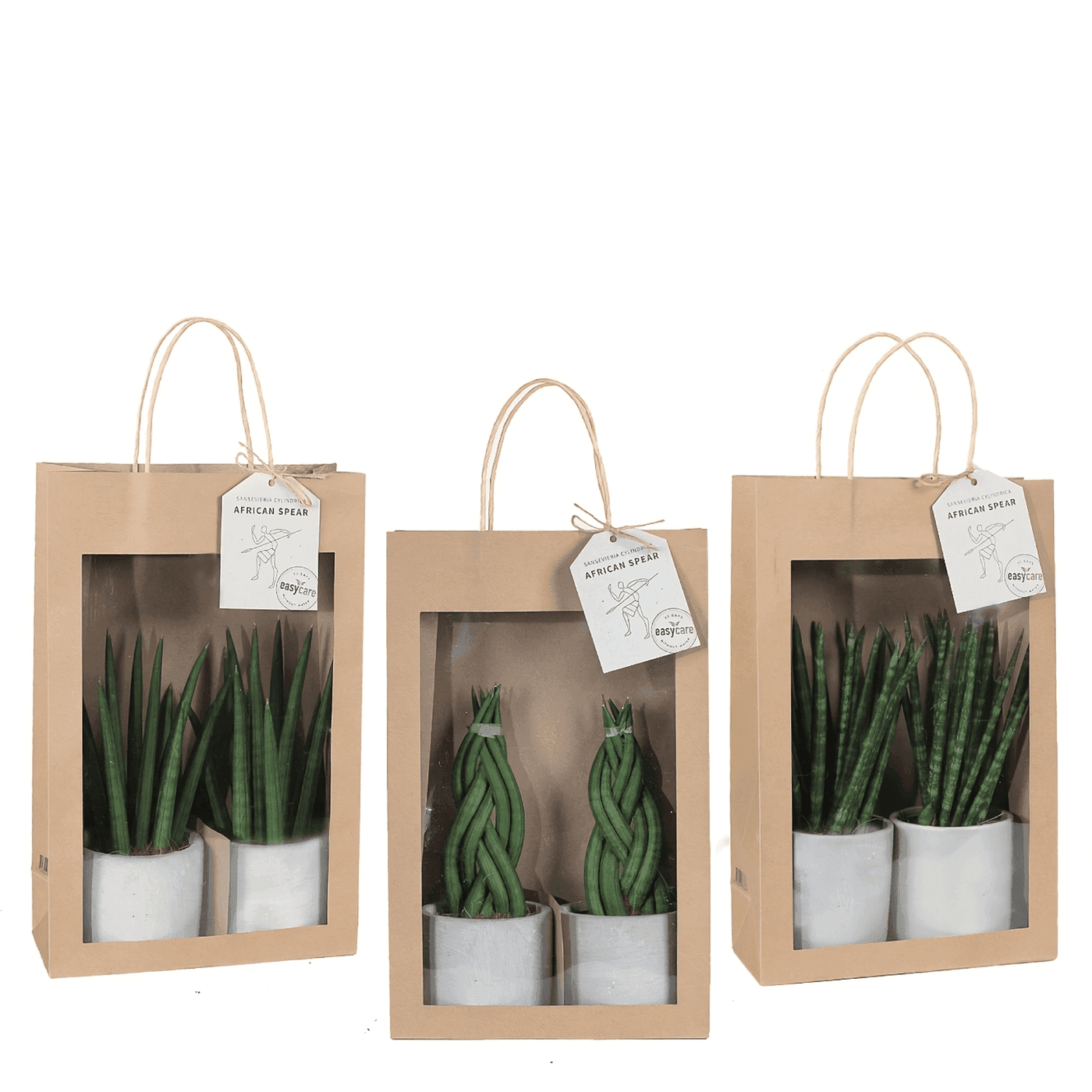 Sansevieria Mix