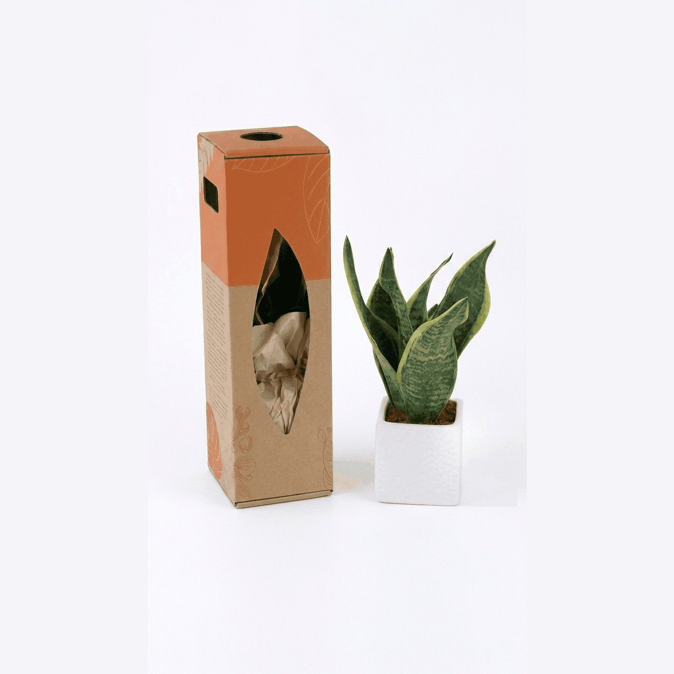Snake Plant Gift Box