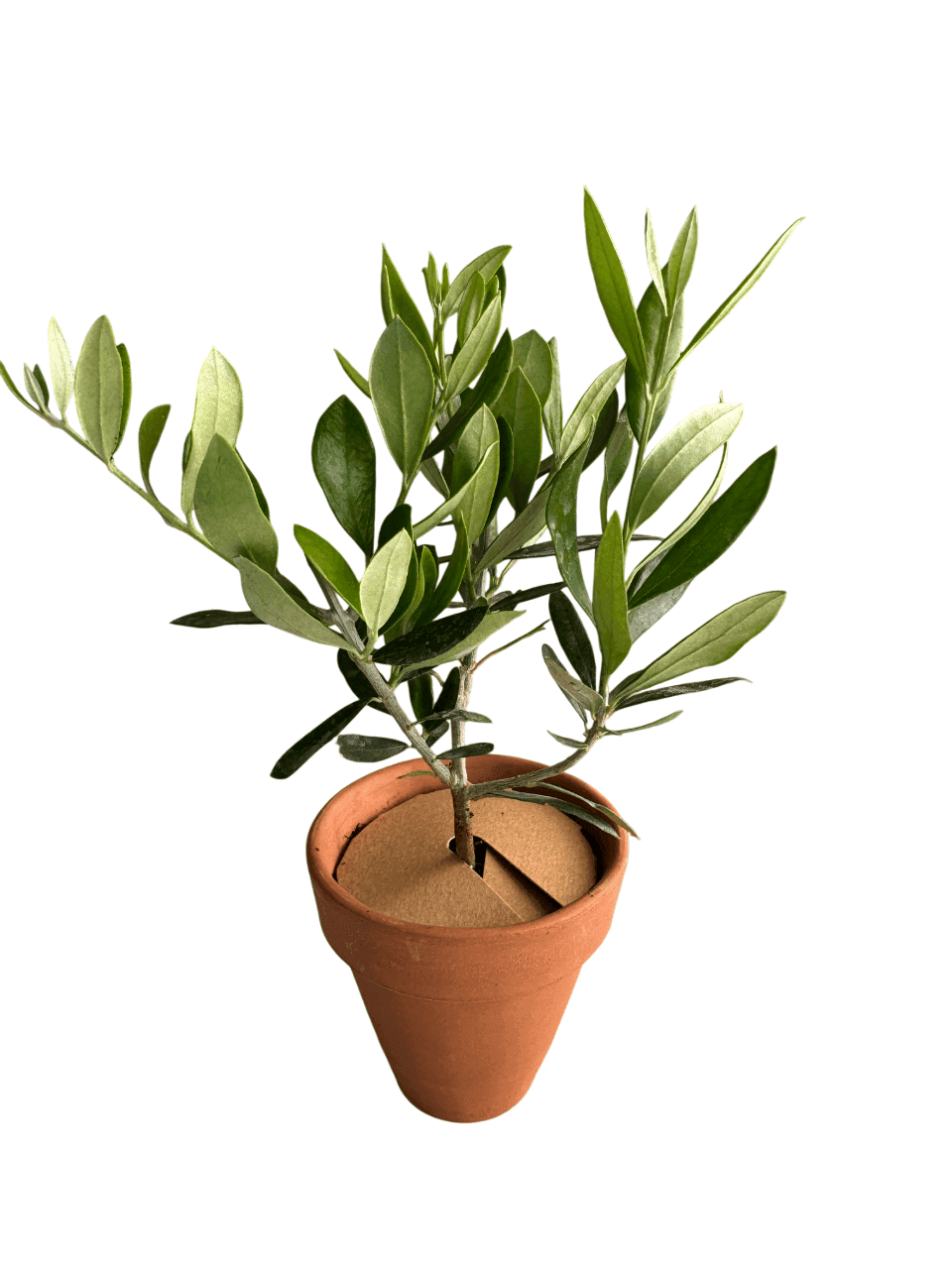 Plant wedding favour