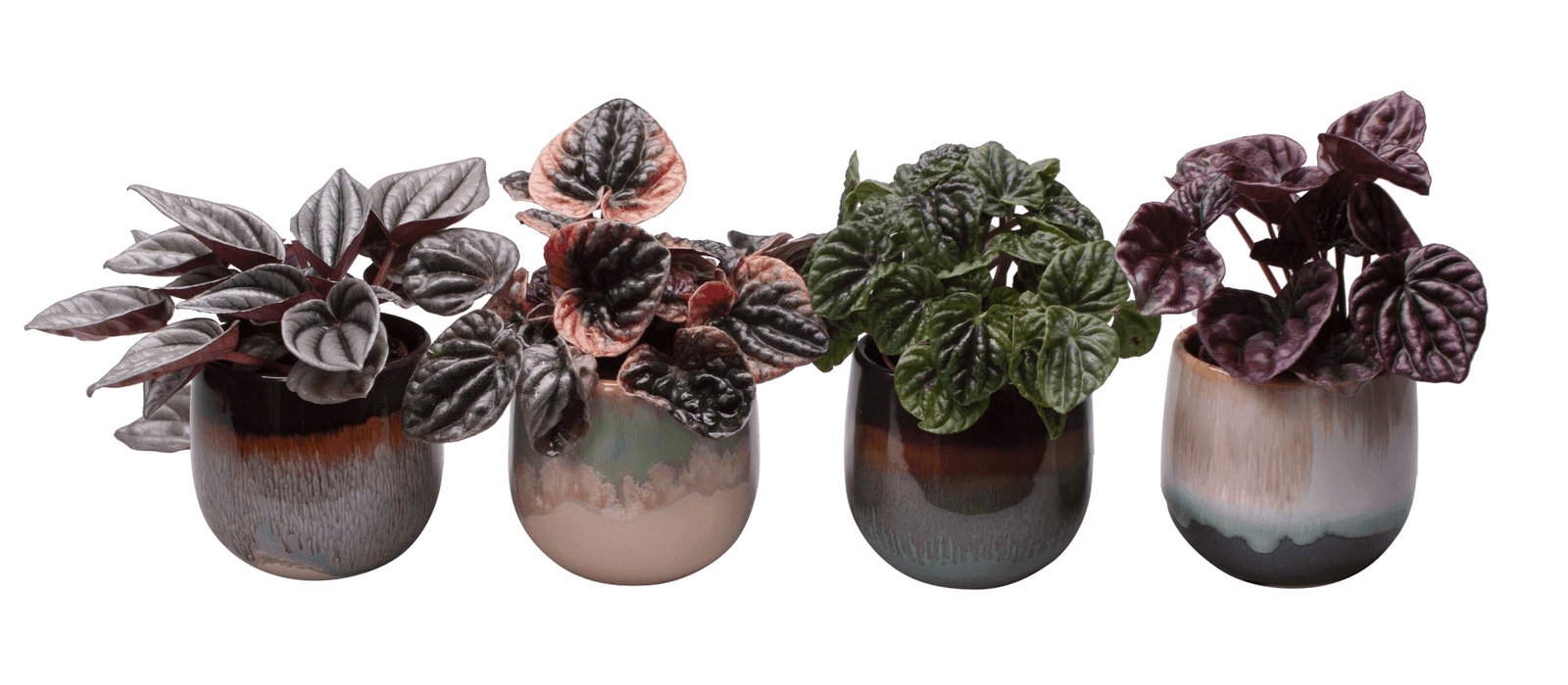 Olive sapling favour