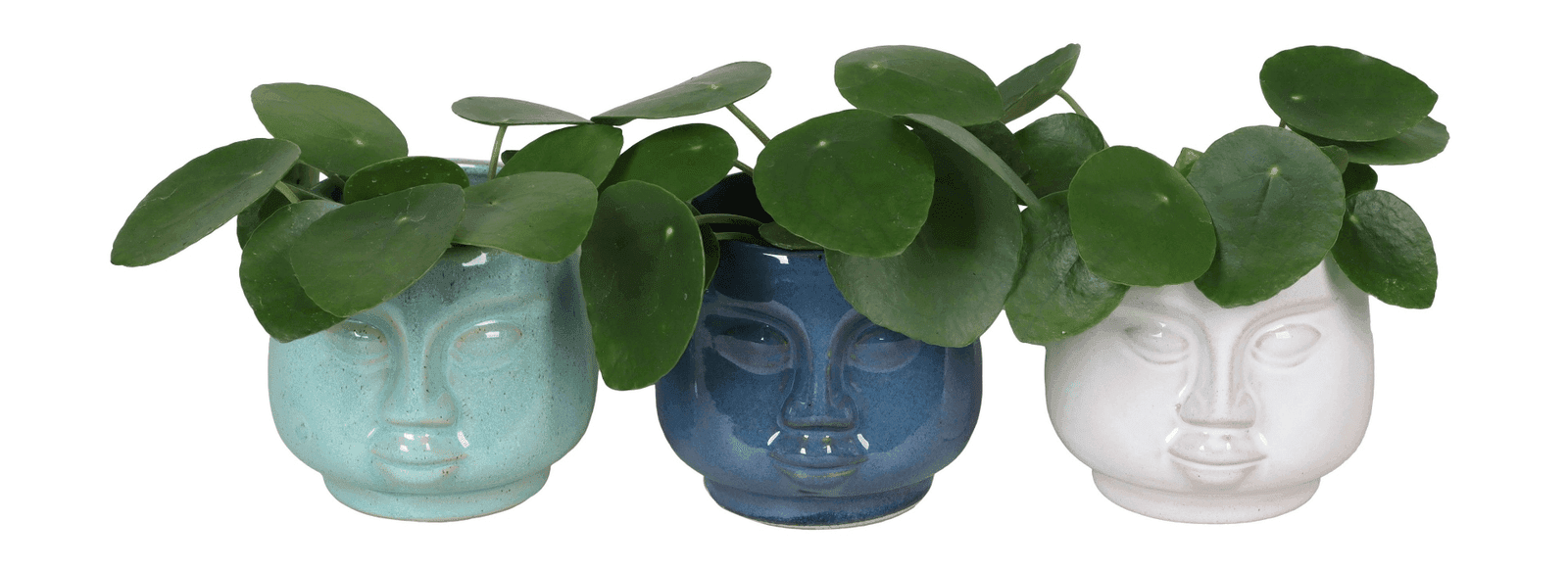 Mini orchid favour