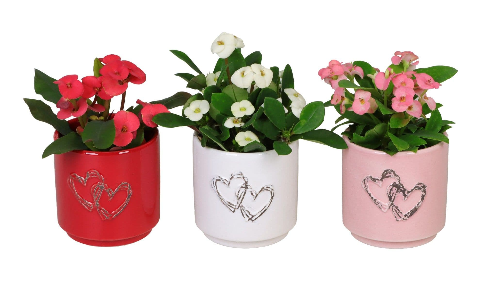Plant favour in eco box