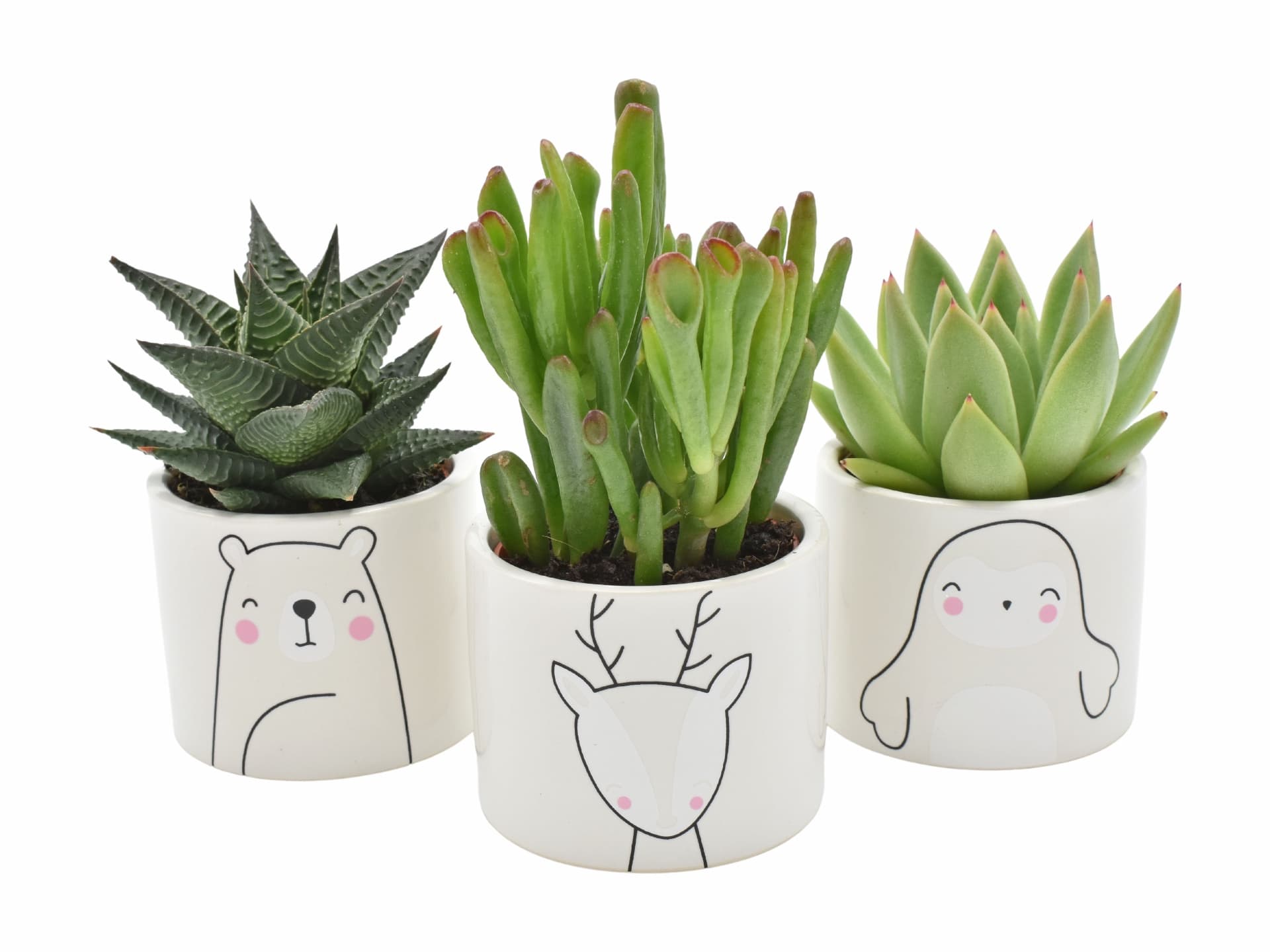Branded plant favour
