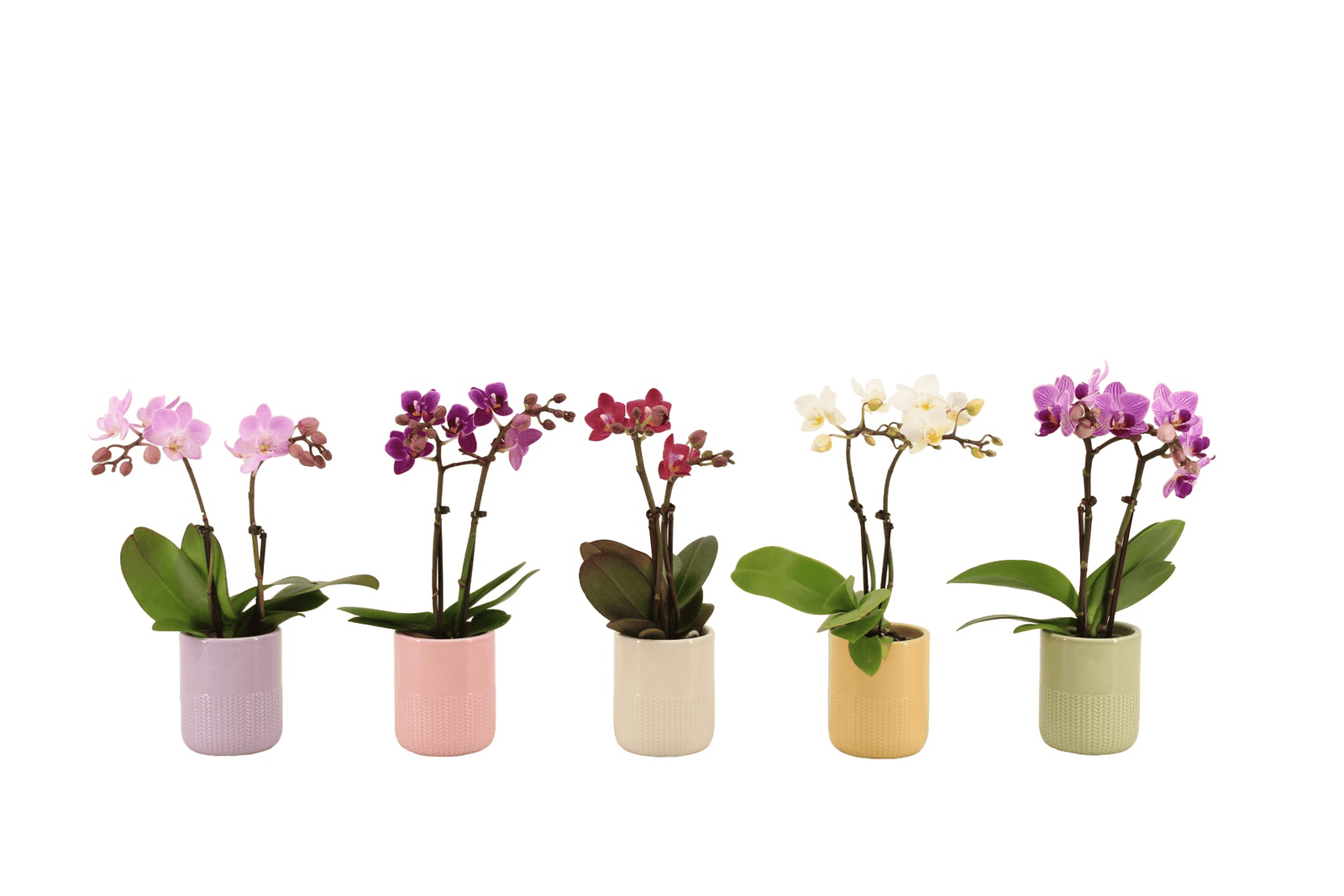 Succulent in ceramic pot favour
