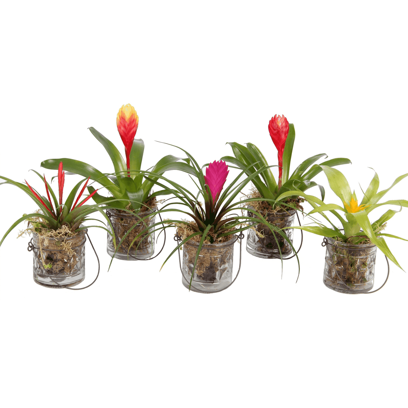 Herb favour with card
