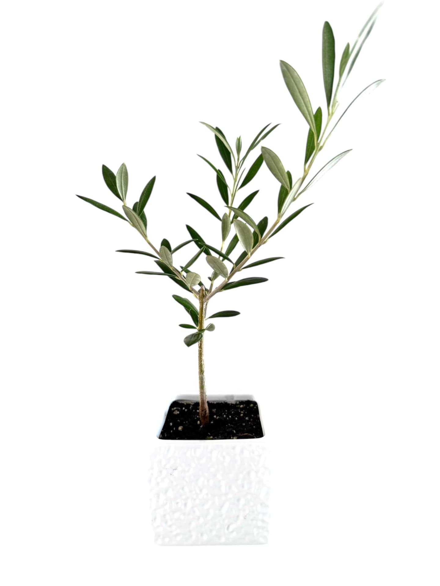 Green favour arrangement
