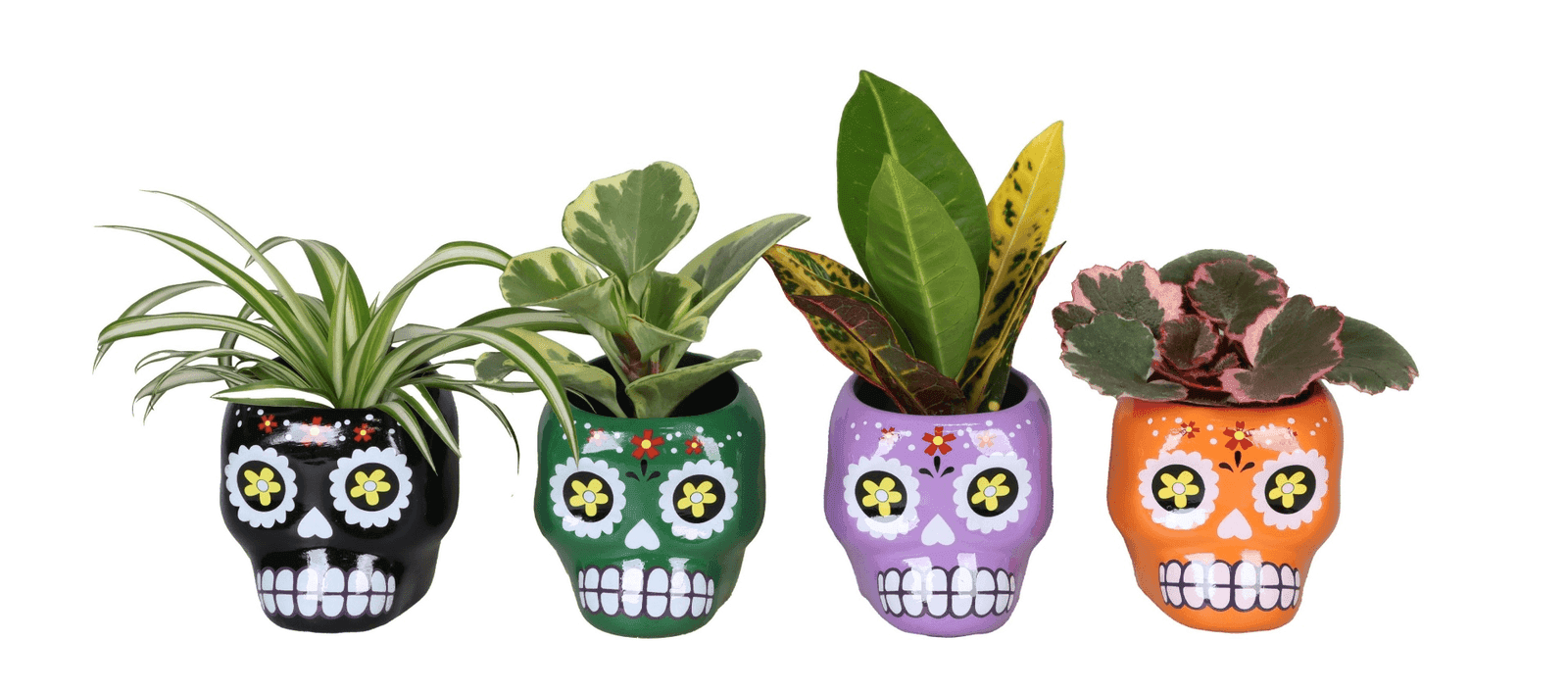 Plant gift with ribbon