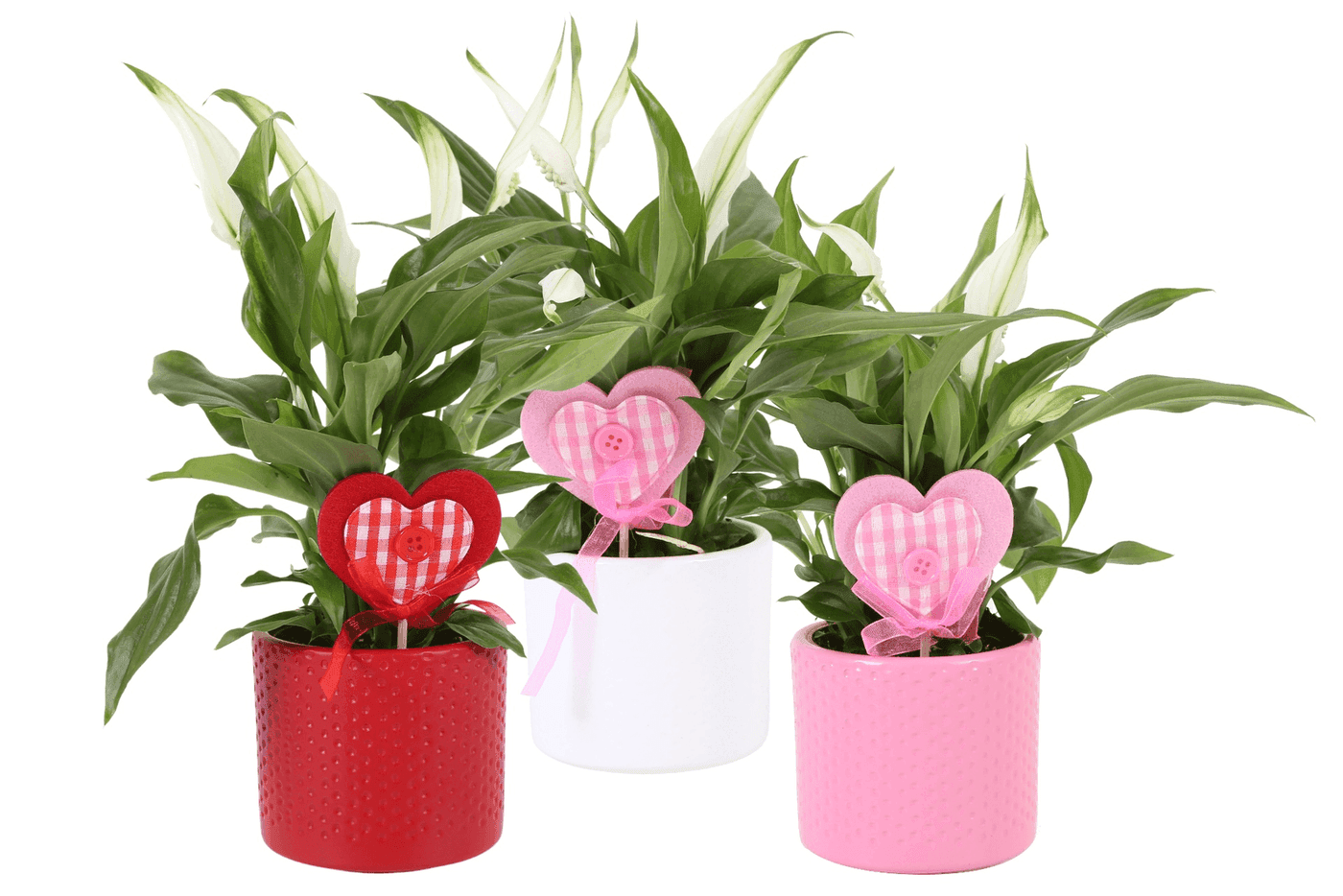 Mini plant baptism favour