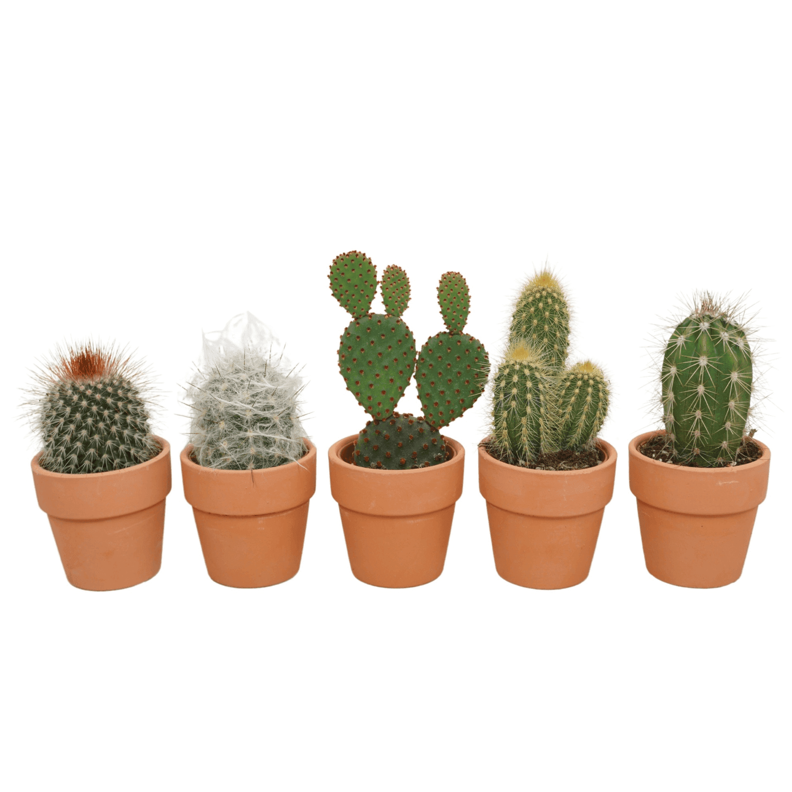Herb plant favour