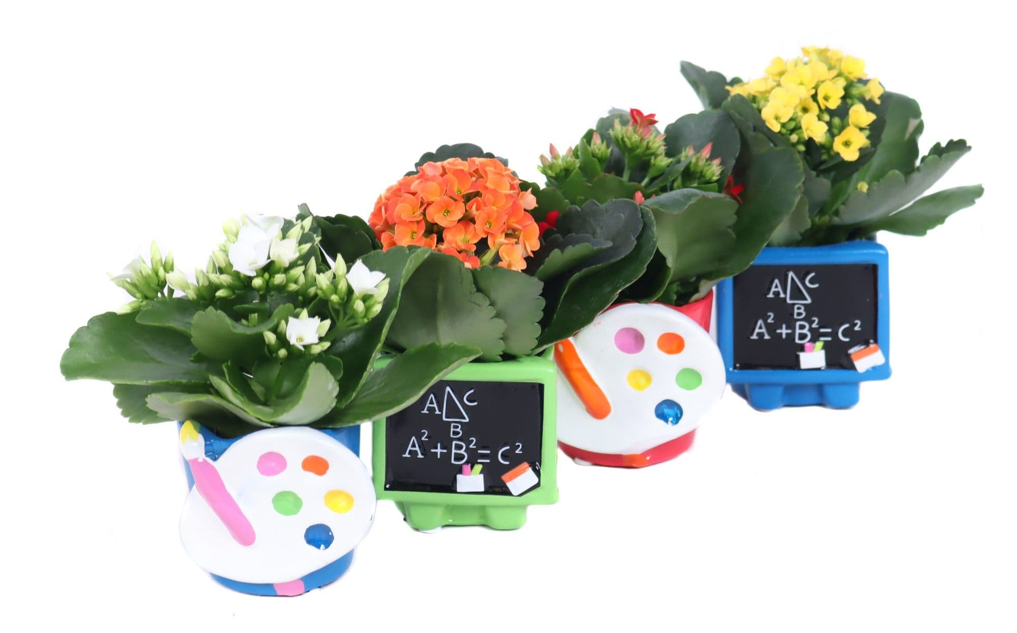 Cactus favour gift