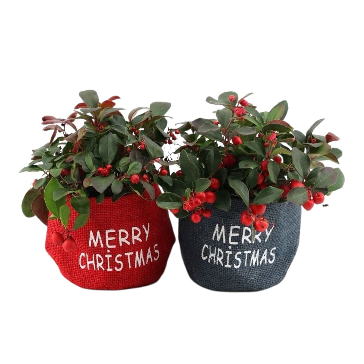 Merry Christmas Berry Plants