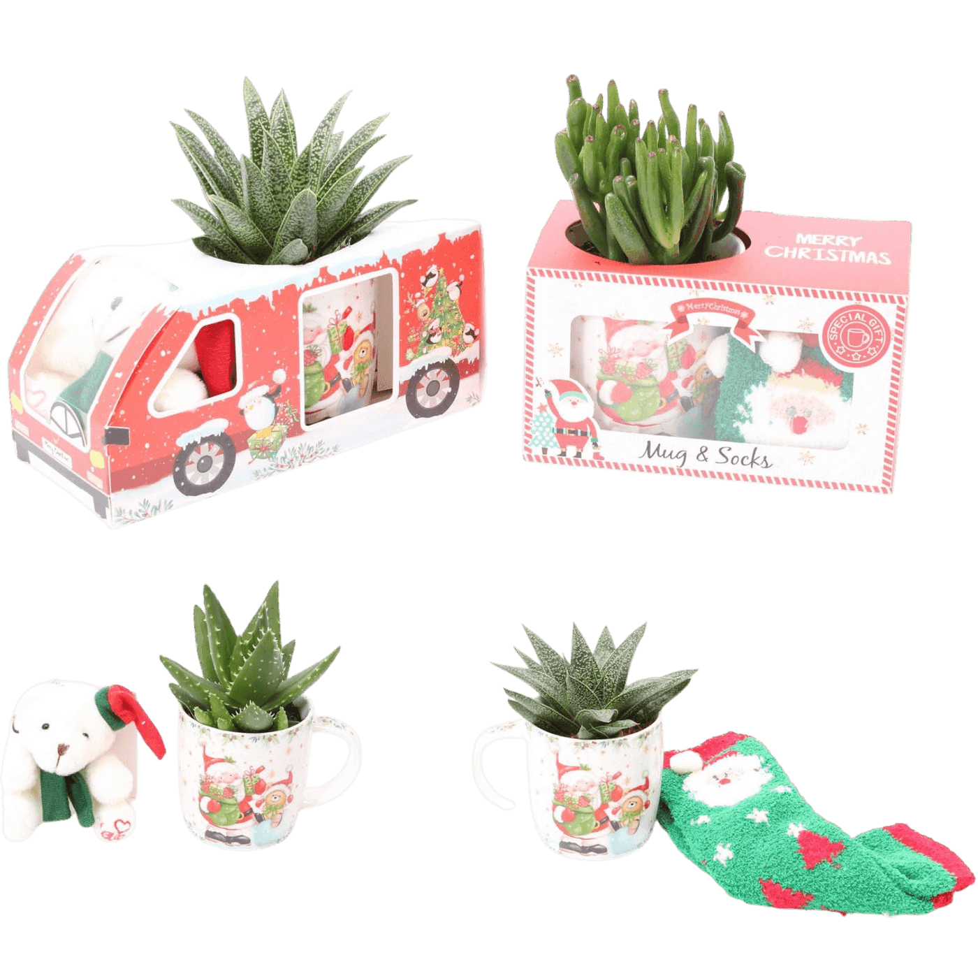 Christmas Plant Collection
