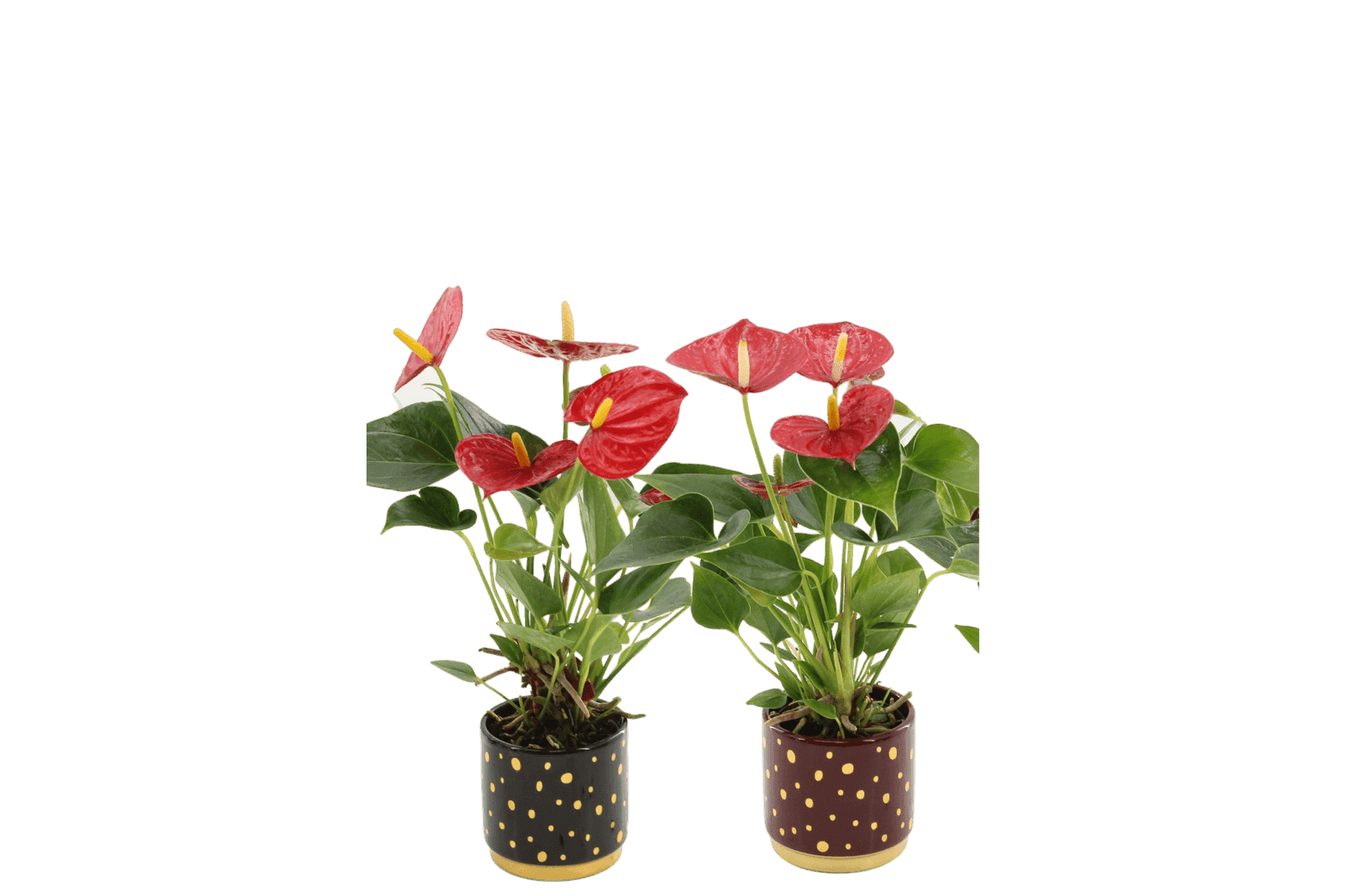 Festive Succulent in Christmas Pot